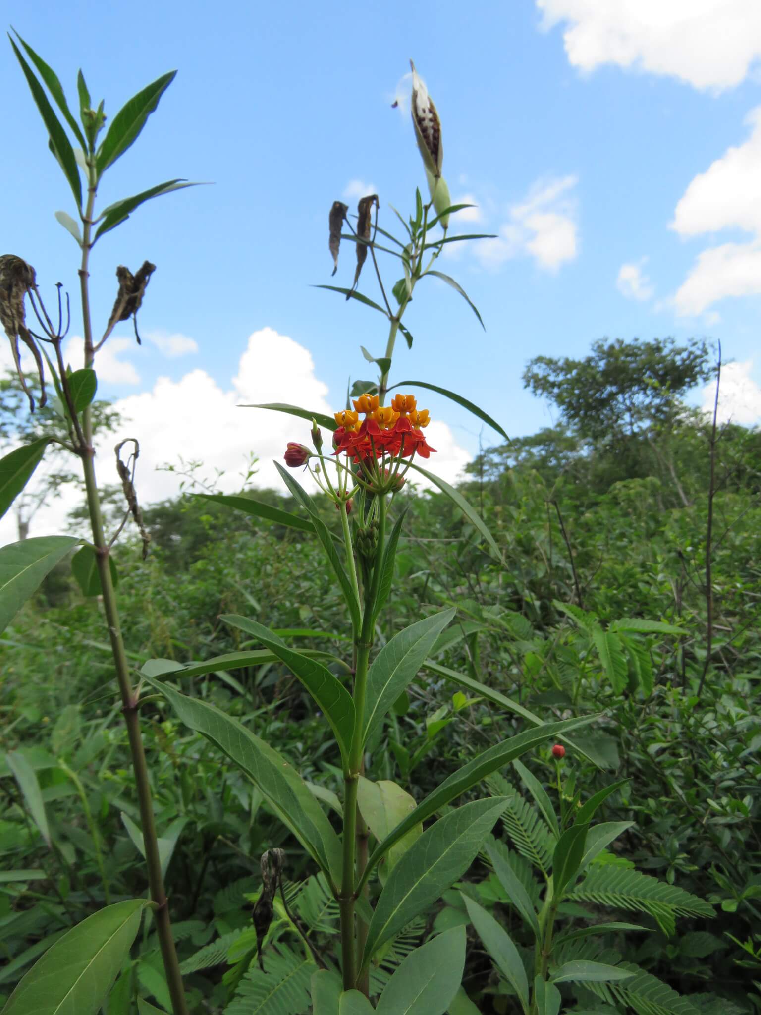 Asclepias curassavica
